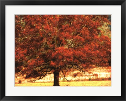 Framed Autumn Oak I Print