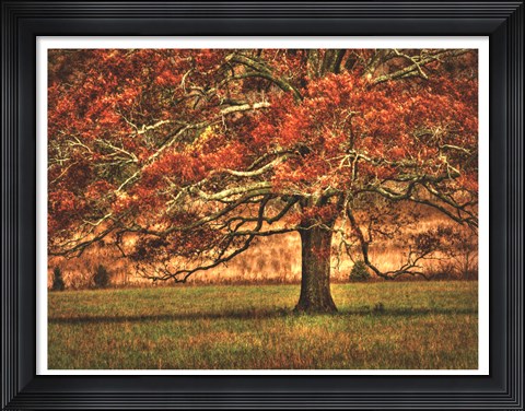 Framed Oak in the Cove Print
