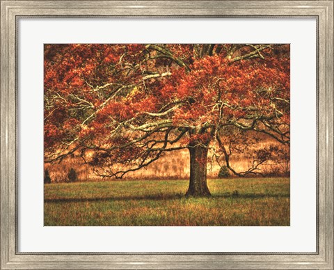 Framed Oak in the Cove Print