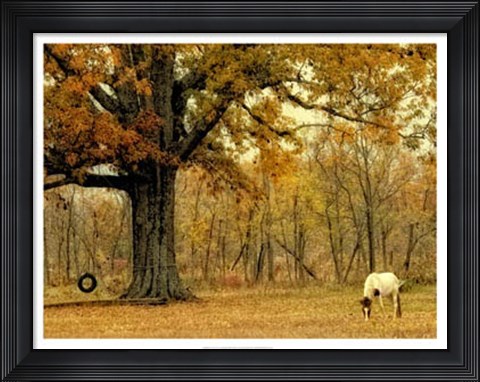 Framed Lone Horse Grazing Print