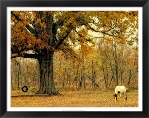 Framed Lone Horse Grazing Print