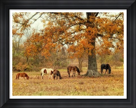 Framed Calmly Grazing Print