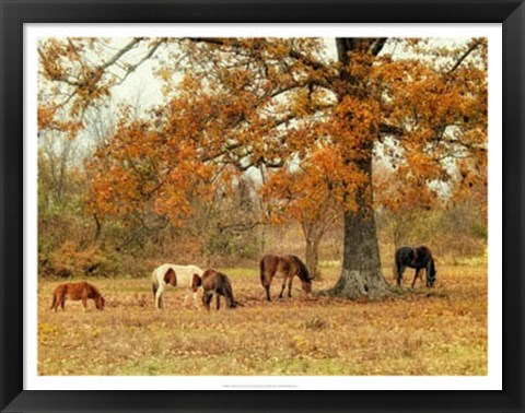 Framed Calmly Grazing Print