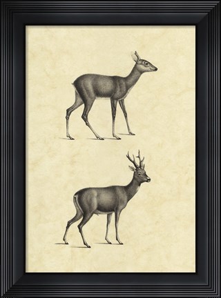 Framed Vintage Deer I Print