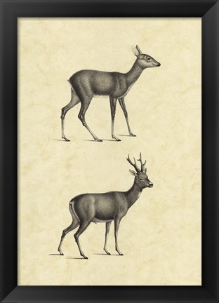 Framed Vintage Deer I Print