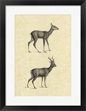 Framed Vintage Deer I Print