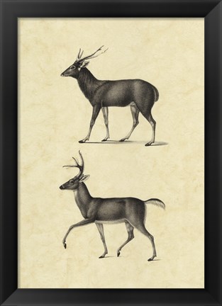 Framed Vintage Deer II Print