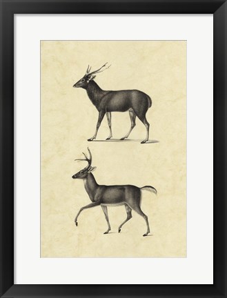 Framed Vintage Deer II Print