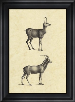 Framed Vintage Antelope Print