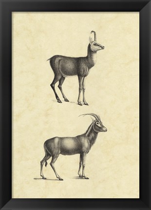 Framed Vintage Antelope Print