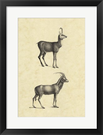 Framed Vintage Antelope Print