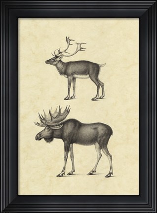 Framed Vintage Elk Print