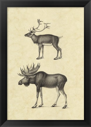 Framed Vintage Elk Print