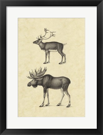 Framed Vintage Elk Print