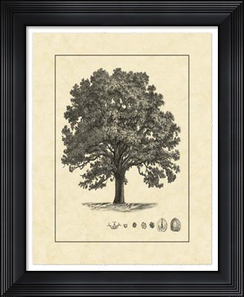 Framed Vintage Tree I Print