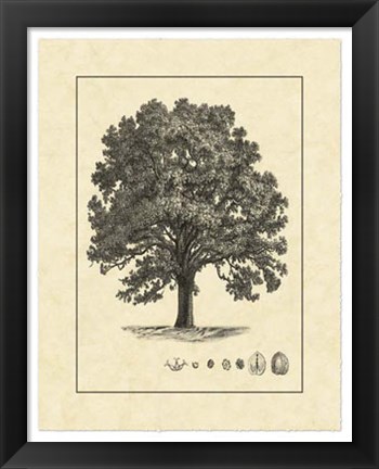 Framed Vintage Tree I Print