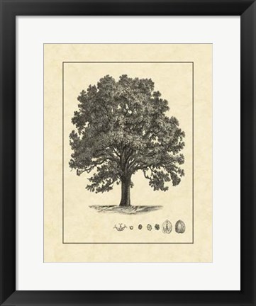 Framed Vintage Tree I Print