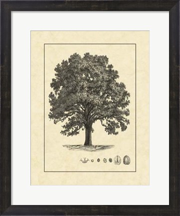 Framed Vintage Tree I Print