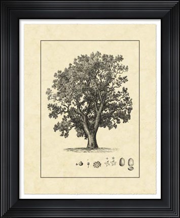 Framed Vintage Tree II Print