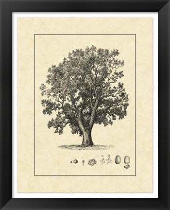 Framed Vintage Tree II Print