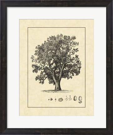 Framed Vintage Tree II Print