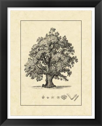 Framed Vintage Tree III Print