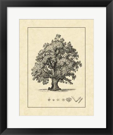 Framed Vintage Tree III Print