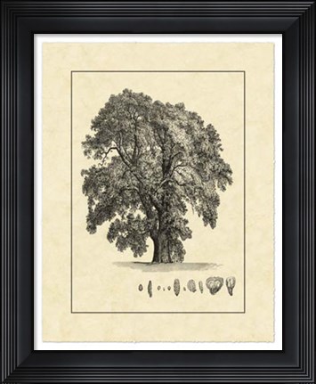 Framed Vintage Tree IV Print