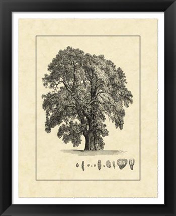 Framed Vintage Tree IV Print