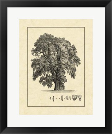 Framed Vintage Tree IV Print