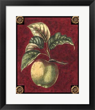 Framed Pomme De Hubbardston Print