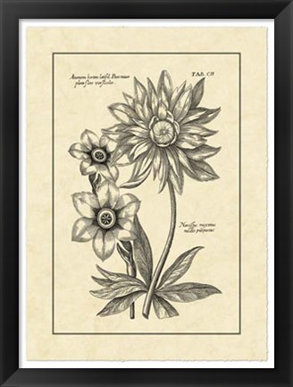 Framed Vintage Besler I Print