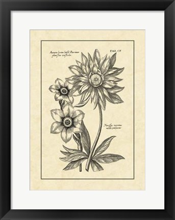 Framed Vintage Besler I Print