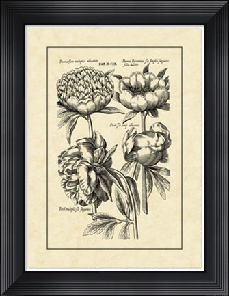 Framed Vintage Besler II Print