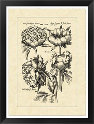 Framed Vintage Besler II Print