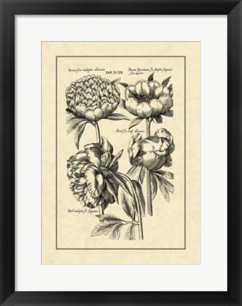 Framed Vintage Besler II Print
