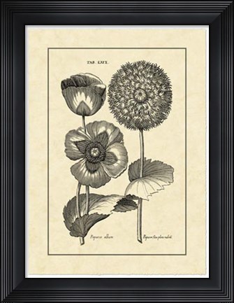 Framed Vintage Besler III Print