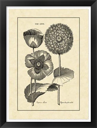 Framed Vintage Besler III Print
