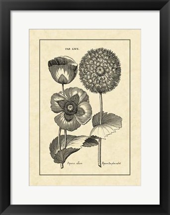Framed Vintage Besler III Print