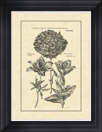 Framed Vintage Besler IV Print