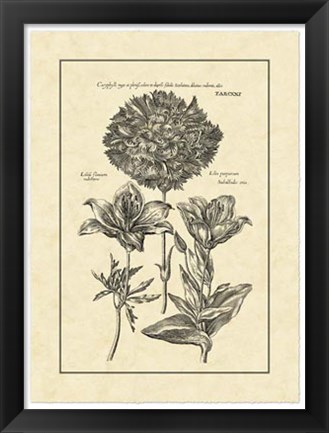 Framed Vintage Besler IV Print