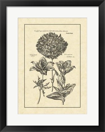 Framed Vintage Besler IV Print