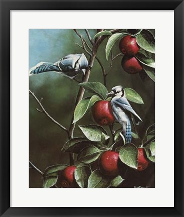 Framed Summer Blue Jays Print