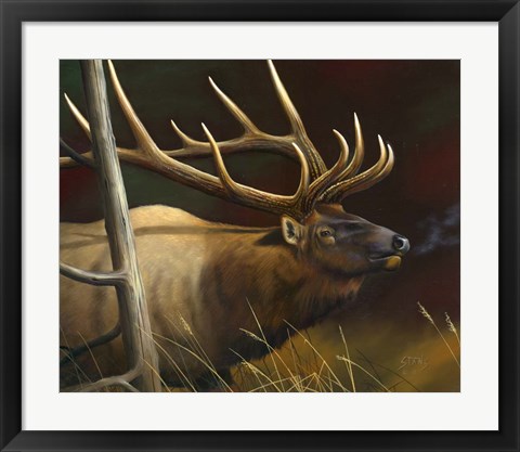 Framed Elk Portrait II Print