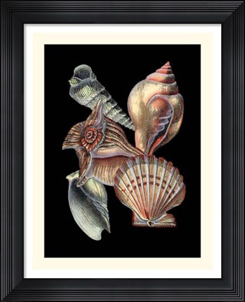 Framed Treasures of the Sea I Print