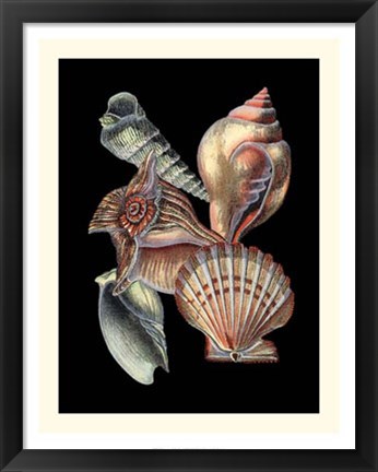 Framed Treasures of the Sea I Print