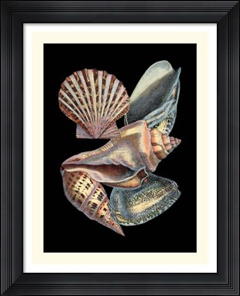 Framed Treasures of the Sea II Print