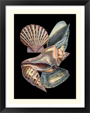 Framed Treasures of the Sea II Print