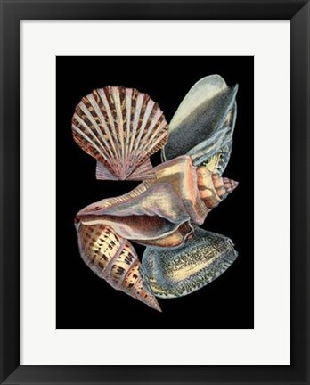 Framed Treasures of the Sea II Print