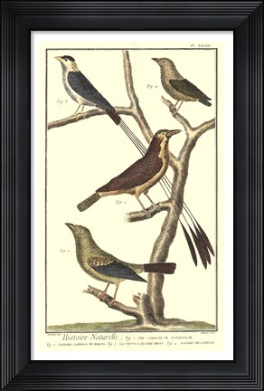 Framed Bird Family I Print
